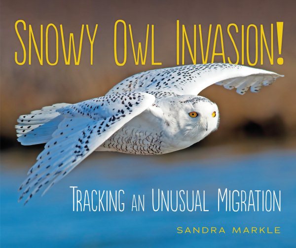 Snowy Owl Invasion! Tracking an Unusual Migration